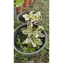 Physostegia virginiana Variegata - Füzérajak