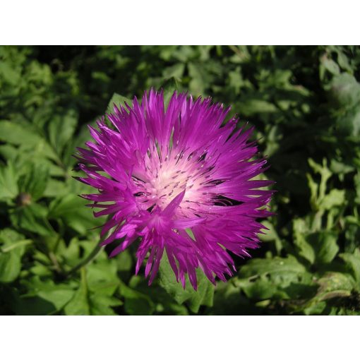 Centaurea dealbata - Szürkés imola