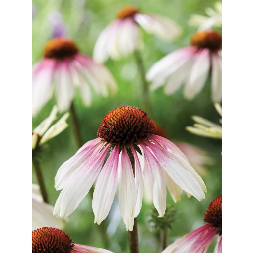 Echinacea Pretty Parasols - Kasvirág