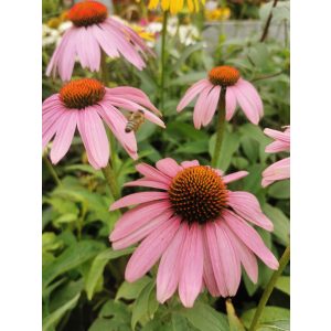 Echinacea purpurea Magnus - Kasvirág (mag)