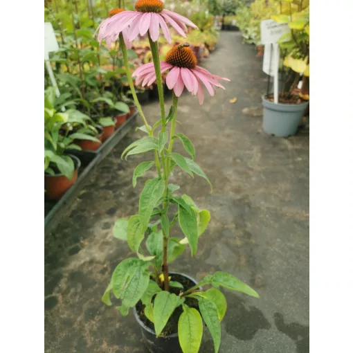 Echinacea purpurea Magnus - Kasvirág