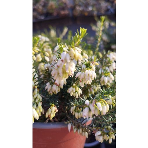 Erica carnea Isabel - Alpesi erika
