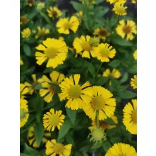 Helenium autumnale Mariachi Sombrero - Napfényvirág (mag)
