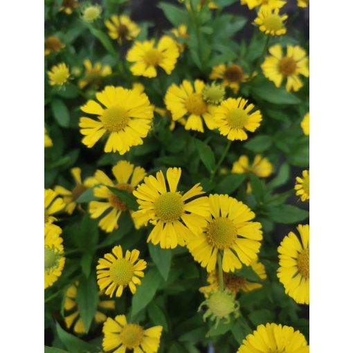 Helenium autumnale Mariachi Sombrero - Napfényvirág