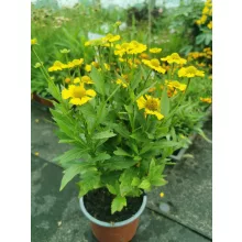 Helenium autumnale Mariachi Sombrero - Napfényvirág (mag)