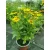 Helenium autumnale Mariachi Sombrero - Napfényvirág (mag)