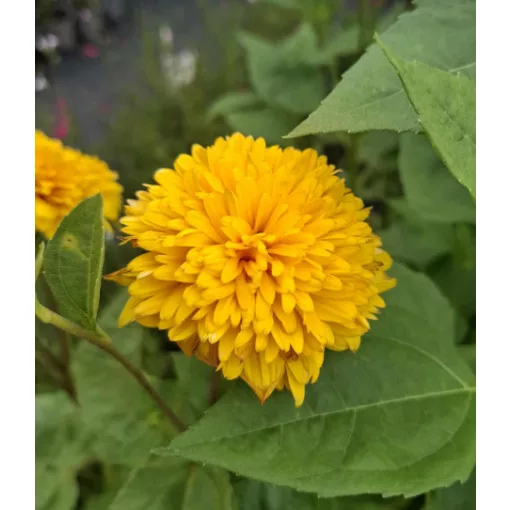 Helianthus decapetalus Soleil dOr - Évelő napraforgó