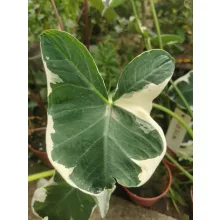 Xanthosoma sagittifolium Mickey Mouse