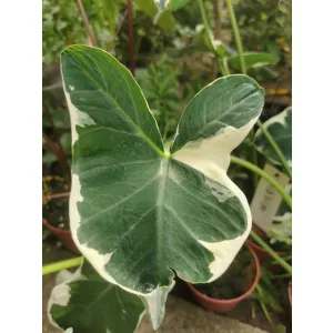 Xanthosoma sagittifolium Mickey Mouse