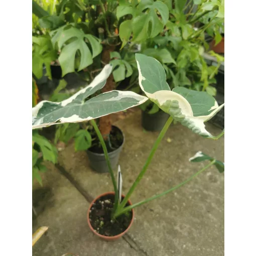 Xanthosoma sagittifolium Mickey Mouse