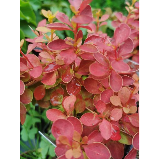 Berberis thunbergii Orange Ice - Borbolya