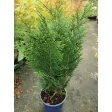 Chamaecyparis lawsoniana Columnaris - Oregoni hamisciprus