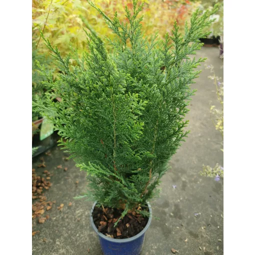 Chamaecyparis lawsoniana Columnaris - Oregoni hamisciprus