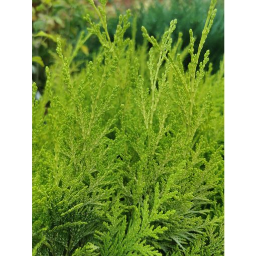 Chamaecyparis lawsoniana Ivonne - Oregoni hamisciprus