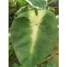 Colocasia Tropical Storm