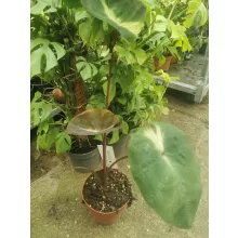 Colocasia Tropical Storm