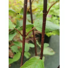 Cornus alba Kesselringii - Feketevesszőjű fehér som