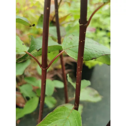 Cornus alba Kesselringii - Feketevesszőjű fehér som