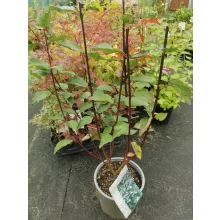 Cornus alba Kesselringii - Feketevesszőjű fehér som