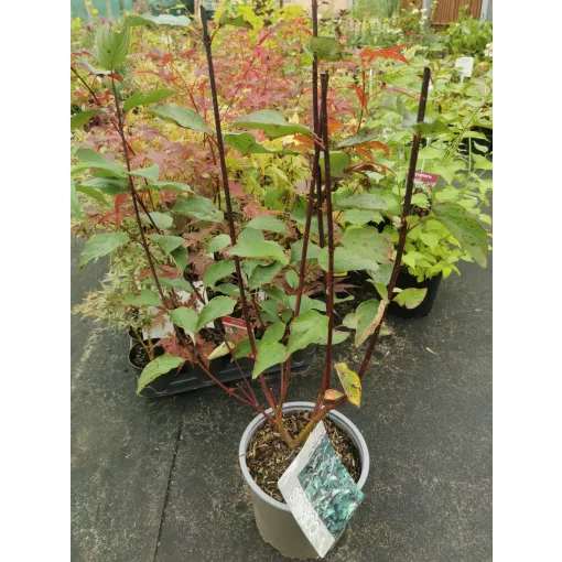 Cornus alba Kesselringii - Feketevesszőjű fehér som