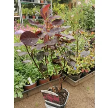 Cotinus coggygria Royal Purple - Bíborszínű cserszömörce