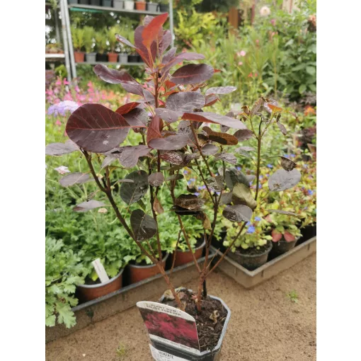 Cotinus coggygria Royal Purple - Bíborszínű cserszömörce