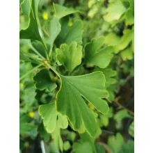 Ginkgo biloba (p17) - Páfrányfenyő