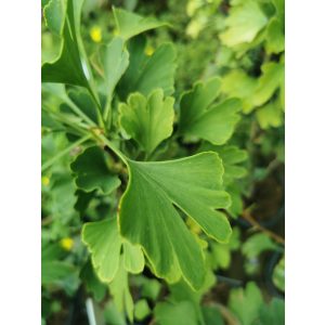 Ginkgo biloba (p17) - Páfrányfenyő