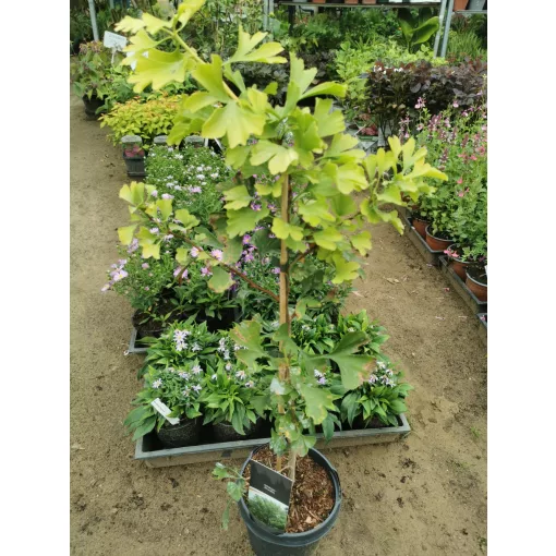 Ginkgo biloba (p17) - Páfrányfenyő