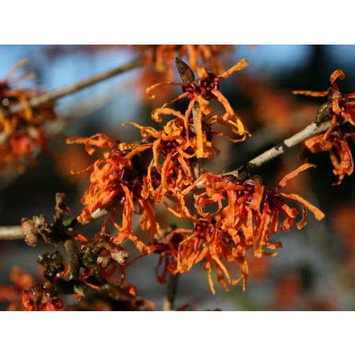 Hamamelis intermedia Aphrodite – Varázsmogyoró