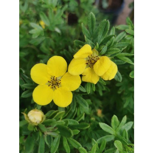 Potentilla fruticosa Goldfinger - Cserjés pimpó