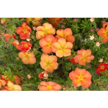 Potentilla fruticosa Red Ace - Cserjés pimpó