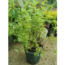 Potentilla fruticosa Red Ace - Cserjés pimpó