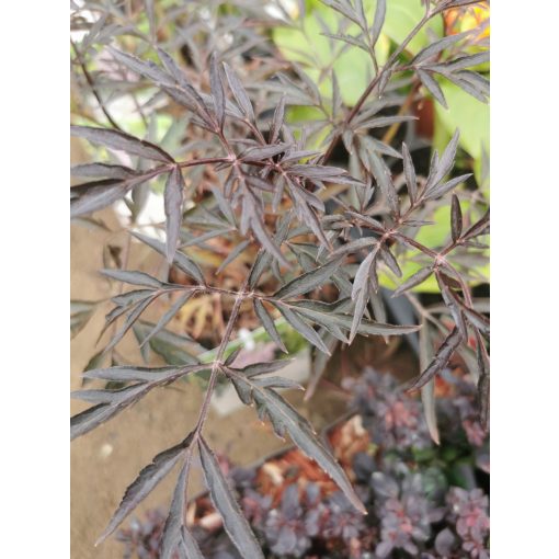 Sambucus nigra Black Lace - Bodza