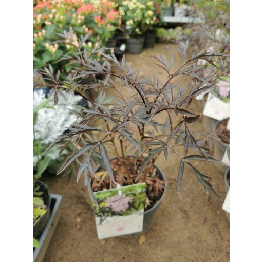 Sambucus nigra Black Lace - Bordó levelű bodza