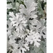 Senecio maritima Silverdust - Hamvaska