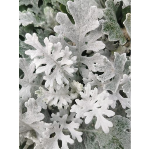 Senecio maritima Silverdust - Hamvaska
