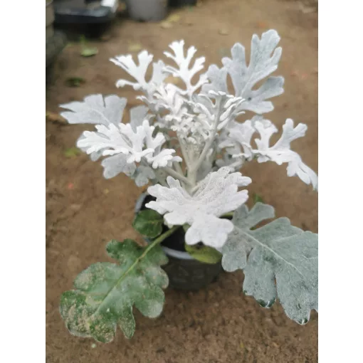 Senecio maritima Silverdust - Hamvaska