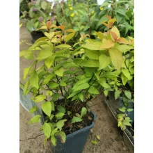 Spiraea japonica Goldflame – Japán gyöngyvessző