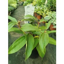 Viburnum davidii - Törpe bangita