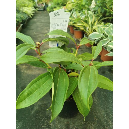 Viburnum davidii - Törpe bangita