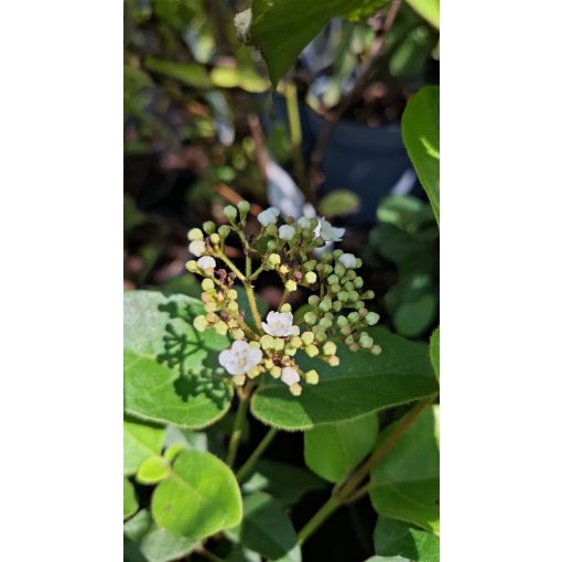 Viburnum tinus - Téli bangita