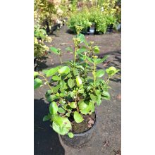 Viburnum tinus - Téli bangita