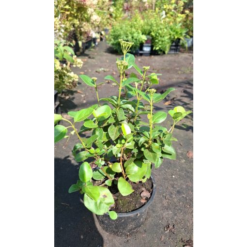 Viburnum tinus - Téli bangita