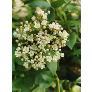 Viburnum tinus Gwenllian - Téli bangita