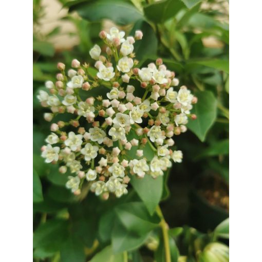 Viburnum tinus Gwenllian - Téli bangita