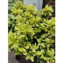 Berberis thunbergii Goldalita - Törpe borbolya