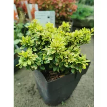 Berberis thunbergii Goldalita - Törpe borbolya