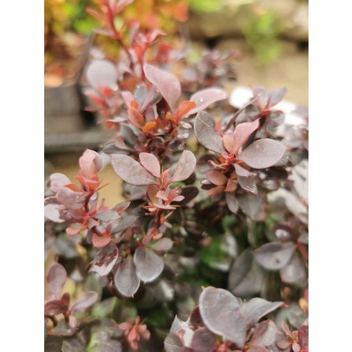 Berberis thunbergii Atropurpurea Nana - Törpe borbolya