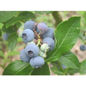 Vaccinium corymbosum Jersey - Áfonya